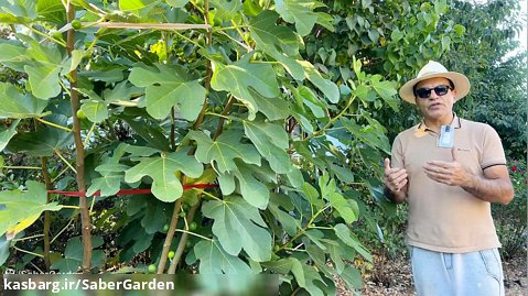 باغبانی با صابر: مراقبت های پاییزی درختان میوه