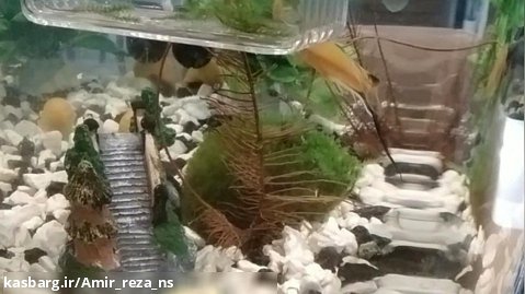 لیمو در حال بازی کردن با ماهی ها