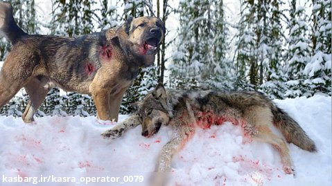 نبرد وحشتناک سگ و گرگ