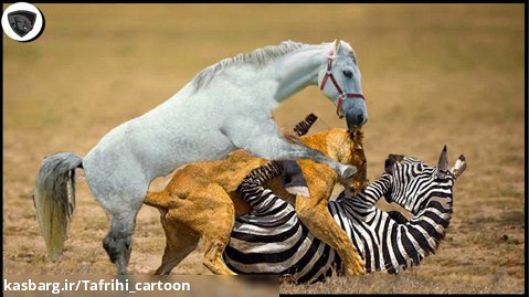 جنگ دیدنی اسب وحشی با شیر - جنگ و نبرد حیوانات وحشی