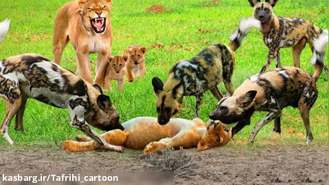 جنگ سگ های وحشی با شیر - نبرد حیوانات - فیلم حیوانات وحشی