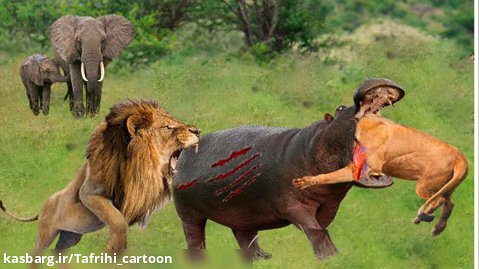 نبرد خونین بین پادشاه جنگل و اسب آبی - جنگ دیدنی شیر