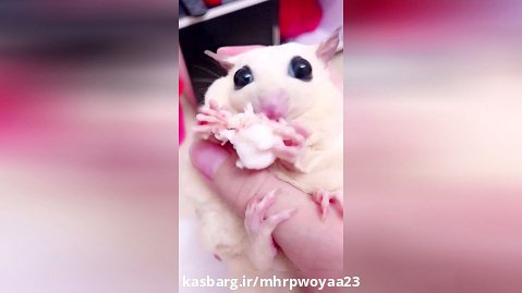 بامزه ترین موش دنیا=دنبال دنبال
