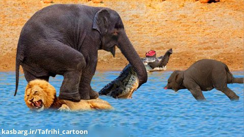 شیر و تمساح در مقابل فیل - جنگ حیوانات - نبرد حیوانات وحشی