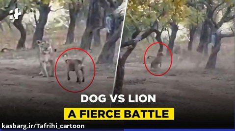 مبارزه سگ با شیر - سگ شجاع در مقابل شیر - حمله سگ وحشی