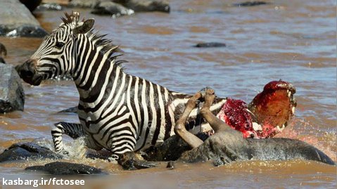 11 دقیقه وحشیانه کروکودیل در حال شکار گورخر در رودخانه | حیات وحش