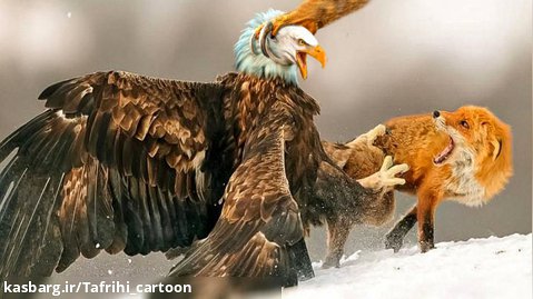 شکار دیدنی عقاب وحشی /  حمله عقاب شکار سرد عقاب