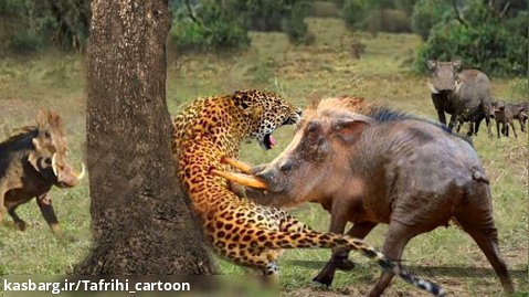 گراز وحشی و حمله  یوزپلنگ - نبرد دیدنی گراز و یوزپلنگ