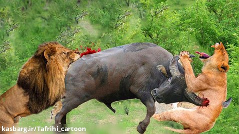 باور نکردنی! بوفالوها به شدت حمله می کنند - باعث وحشت و ترس شیرها می شوند
