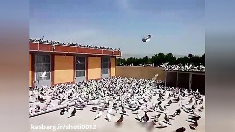 فیلم کبوتر پرشی ایرانی/کفتر های رنگی/کفتر های زینتی