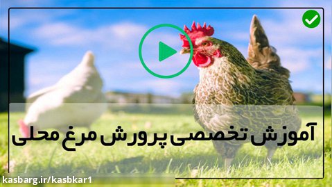 آموزش پرورش مرغ محلی-پرورش مرغ ارگانیک-زمان مناسب برای بردن جوجه به قفس