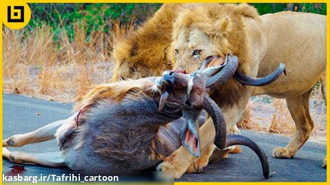 15 شیر وحشی در حال شکار حیوانات با حملات قاتل