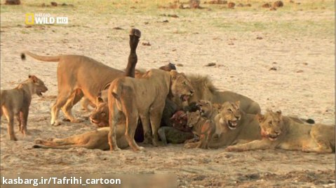 حمله شیرها به فیل جوان - نبرد شیر ها با فیل