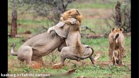 نبرد دیدنی دو شیر نر جوان - جنگ شیر ها
