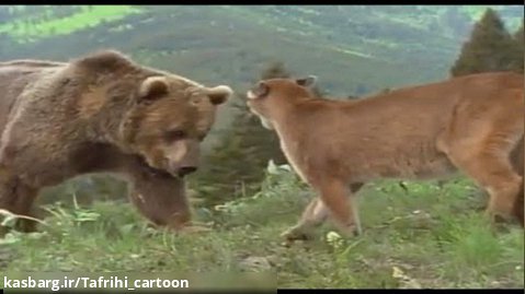 مبارزه شیر کوهی با خرس گریزلی - جنگ شیر با خرس