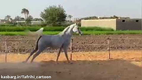 کلیپ اسب - قهرمان مصری در زیبایی