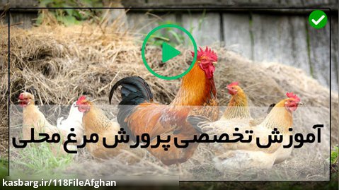 پرورش مرغ محلی در روستا-پرورش مرغ-سه گام برای درمان مرغ
