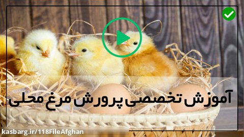 پرورش مرغ گوشتی-پرورش جوجه مرغ-نحوه تمیزکردن قفس