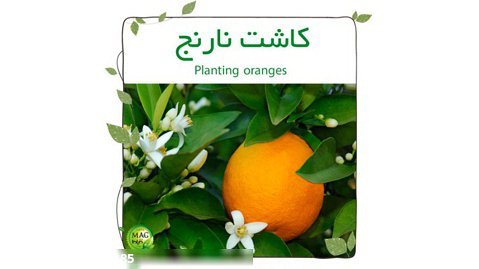 کاشت نارنج(Planting oranges)