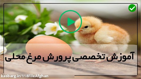 آموزش پرورش مرغ گوشتی-پرورش مرغ-نحوه تولید مثل مرغ ها