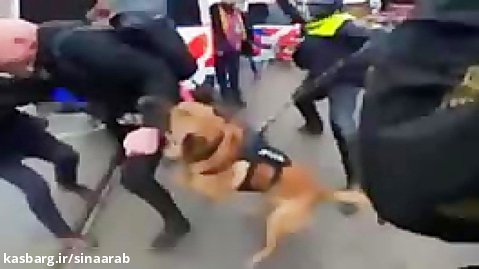 پلیس هلند سگ هایش را به جان معترضان انداخت