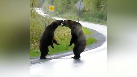 درگیری وحشتناک 2 خرس قهوه ای