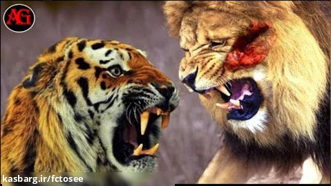 شیر به ببر وحشیانه حمله می کند تا بگویدد پادشاه جنگل کیست