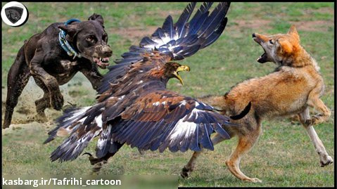 عقاب - حمله عقاب - شکار عقاب -  حمله حیوانات وحشی