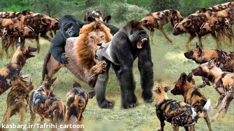 مبارزه دیدنی گوریل با شیر - جنگ حیوانات - حمله حیوانات