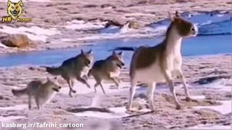 شکار الاغ وحشی توسط گرگ هایی در چین - حمله حیوانات وحشی (2022)