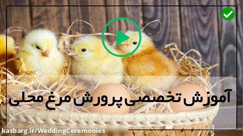 دوره آموزش پرورش مرغ-پرورش مرغ-نحوه تمیزکردن قفس