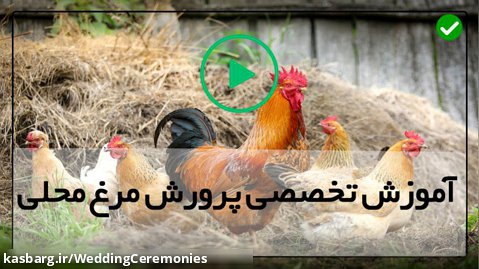 دوره آموزش پرورش مرغ-پرورش مرغ بومی-سه گام برای درمان مرغ
