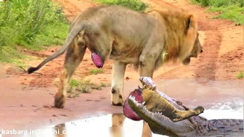 جنگ -کروکودیل -  حیوانات وحشی - شاه شیر گورخر را نابود کرد