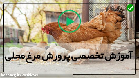آموزش پرورش مرغ بومی محلی-پرورش مرغ-پنج اشتباه مرگبار پرورش مرغ