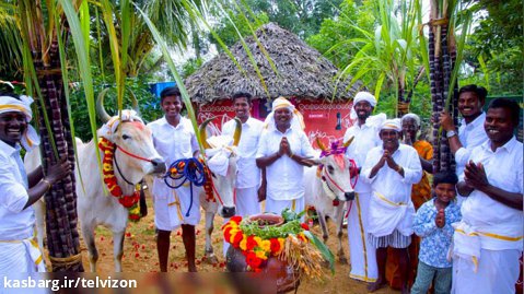 فستیوال و جشن سالیانه هندی ها برای گاوها | آشپزی روستایی (قسمت 144)