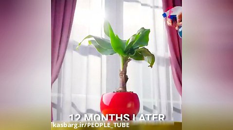 روش های جالب برای کاشت میوه در گلدان!!!!!!