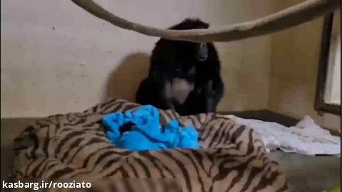 لحظه ای که شامپانزه مادر و نوزادش دوباره به هم می رسند