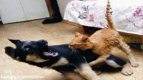حمله گربه به سگ