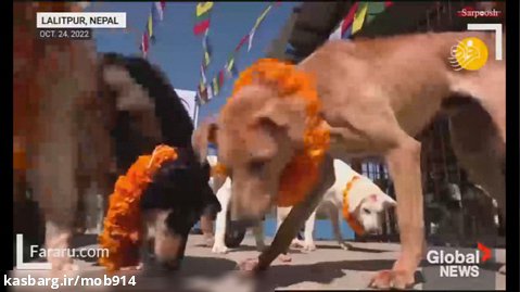 جشنواره سگها در نپال ...