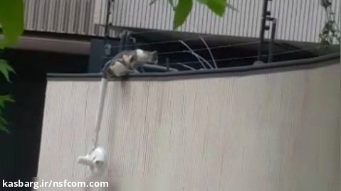 برخورد ناخواسته گربه با فنس الکتریکی گریز
