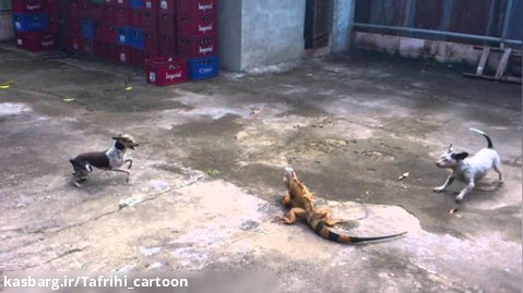 مارمولک ایگوانا در مقابل سگ - دعوای سگ