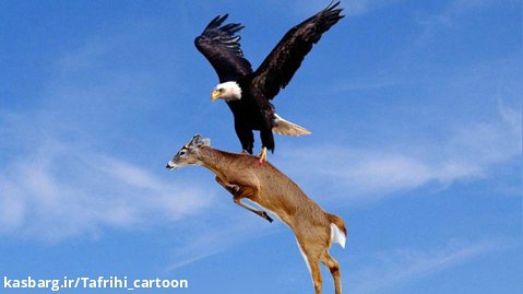 بهترین لحظات پرندگان شکارچی - عقاب بزرگ جغد و شاهین
