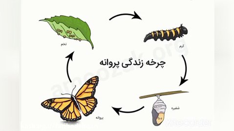 چرخه زندگی پروانه