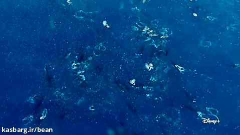 مستند حیات وحش - نهنگ های باله غول پیکر