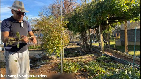 باغبانی با صابر: هرس طلایی بید مجنون در پاییز
