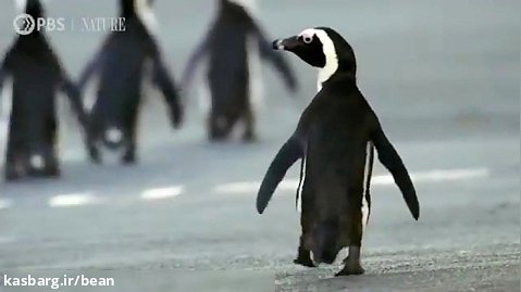 مستند حیات وحش - پنگوئن های آفریقایی