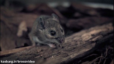 انقراض کل موش های زمین چه معنی برای ما دارد؟