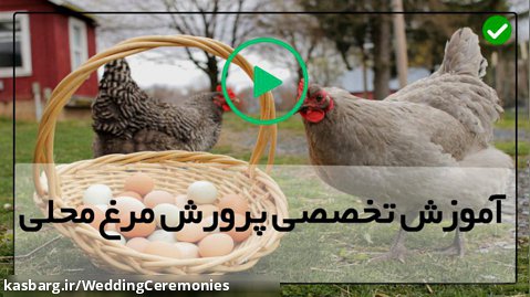 جوجه مرغ محلی-روش پرورش مرغ محلی-زمان مناسب برای بیرون بردن جوجه ها