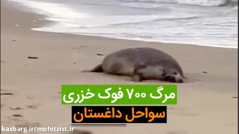 مرگ ۷۰۰ فوک خزری در سواحل داغستان