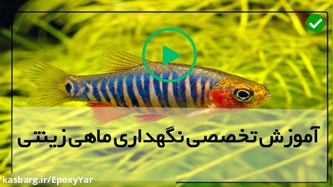 آموزش نگهداری ماهی-ماهی اکواریومی-درآمدزایی از پرورش ماهی دیسکس